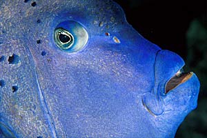 Pesce angelo maculato (Pomacanthus maculosus)