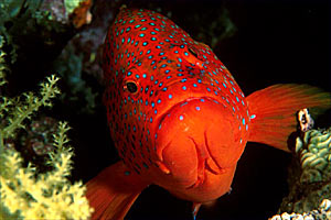 Cernia miniata (Cephalopholis miniata)