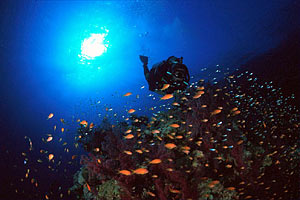 Castagnola  tropicale (Pseudanthias squamipinnis)