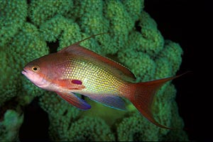Castagnola  tropicale (Pseudanthias squamipinnis)