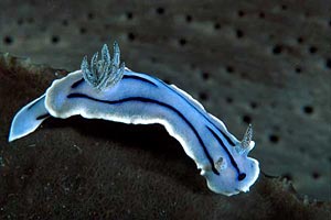 Chromodoris willani (Chromodoris willani)