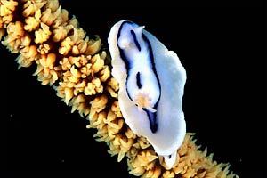 Chromodoris (Chromodoris lochi)