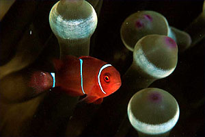 Pesce pagliaccio spinoso (Premnas biaculeatus)