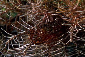 Crinoide (Oxycomanthus bennetti)