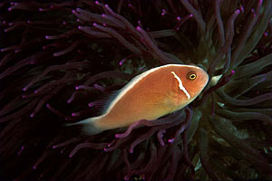 Pesce pagliaccio rosa (Amphiprion perideraion)