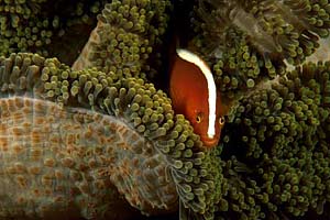 Pesce pagliaccio arancione (Amphiprion sandaracinos)