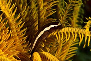 Crinoide (Oxycomanthus bennetti)