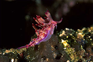 Flabellina linea rossa (Flabellina rubrolineata)