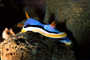 Chromodoris di anna (Chromodoris annae)