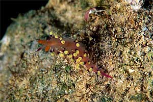 Flabellina (Flabellina exoptata)