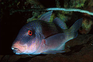 Triglia bifasciata (Parupeneus bifasciatus)