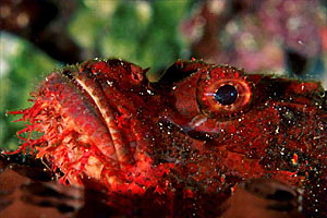 Scorfano rosso (Scorpaena scrofa)