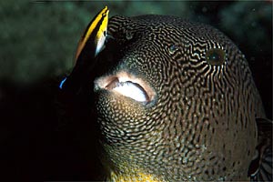 Pesce palla mappa (Arothron mappa)