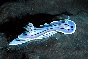 Chromodoris willani (Chromodoris willani)