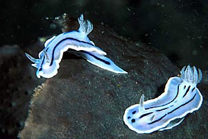 Chromodoris willani (Chromodoris willani)