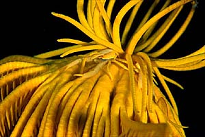 Galatea del crinoide (Allogalathea elegans)