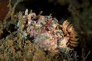 Glossodoris (Glossodoris cincta)