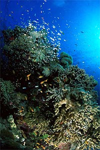 Castagnola  tropicale (Pseudanthias squamipinnis)