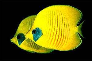 Pesce farfalla semimascherato (Chaetodon semilarvatus)