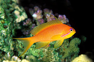 Castagnola  tropicale (Pseudanthias squamipinnis)