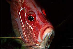 Pesce scoiattolo spinoso (Sargocentron spiniferum)