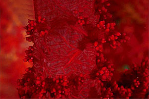 Alcionario di Kluzinger (Dendronephthya klunzingeri)