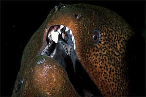 Murena gigante (Gymnothorax javanicus)