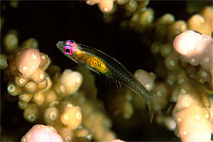 Gobide (Bryanopsis natans)