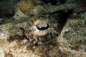 Pesce coccodrillo (Papilloculiceps longiceps)