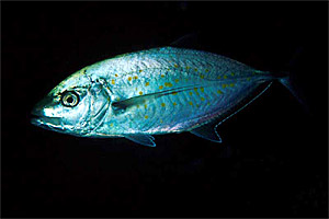 Carango dorato (Carangoides bajad)