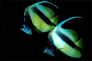 Pesce farfalla virgola (Heniochus intermedius)