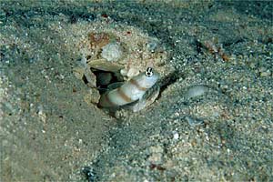 Ghiozzo di Steinitz (Amblyeleotris steinitzi)