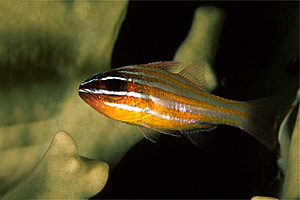 Apogonide (Apogon cyanosoma)