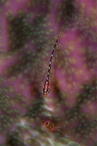 Ghiozzo  pigmeo di sebre (Eviota sebreei)