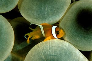 Pesce pagliaccio (Amphiprion bicinctus)