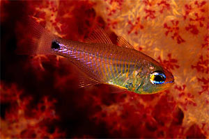 Re di triglie (Apogon imberbis)