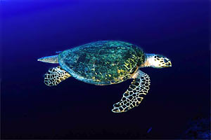 Tartaruga (Eretmochelys imbricata)