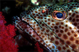 Cernia maculata bruna (Epinephelus tauvina)