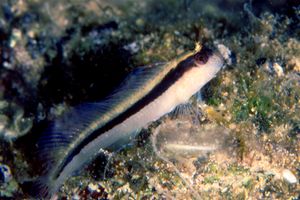 Bavosa bianca (Parablennius rouxi)