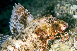 Capone ubriaco (Chelidonichthys lastoviza)