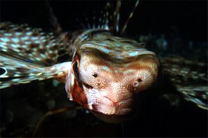 Pesce civetta (Dactylopterus volitans)