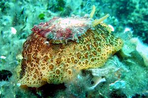 Lumaca ad ombrello (Umbraculum umbraculum)