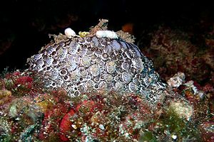 Lumaca ad ombrello (Umbraculum umbraculum)