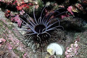 Cerianto (Cerianthus membranaceus)