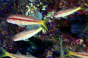 Triglia di scoglio (Mullus surmuletus)