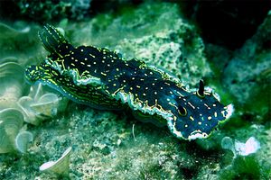 Doride dipinto (Hypselodoris picta)