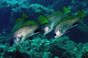 Corvina (Sciaena umbra)