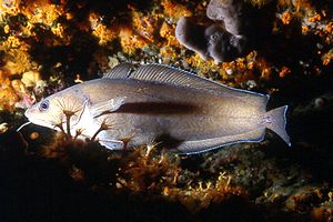 Musdea bianca (Phycis phycis)