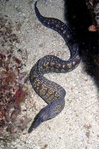 Murena (Muraena helena)