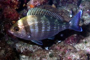 Tanuta (Spondyliosoma cantharus)